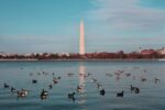 Ducks swimming in The Lincoln Memorial Reflecting Pool in front of the Washington Monument.
