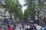 A crowd of people walking in the street surrounded by green leaved trees during the daytime