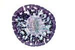 A cell slice as seen under a light microscope.