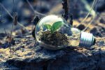 A plant growing inside a lightbulb, which is lying on rocky ground