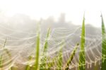 Dew-coated spider webs draped between blades of green grass