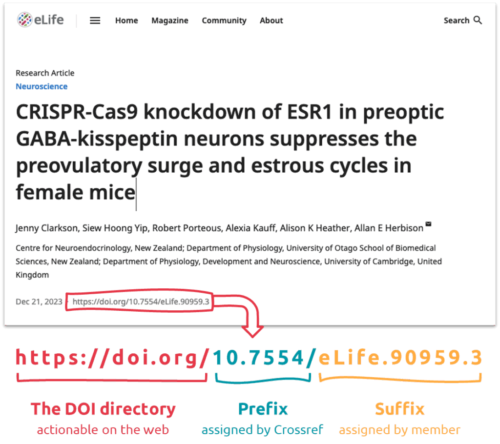 This image demonstrates how Crossref DOIs should be displayed to make them actionable links. They should always be formatted as in the following example: https://doi.org/10.7554/eLife.90959.3. Different stakeholders are involved in generating this link. The 'https://doi.org/' section is assigned to the DOI directory. The prefix - 10.7554/ - is assigned by Crossref. The suffix - eLife.90959.3. - is assigned by the member organization.