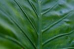 A macro photo of a deep green leaf with the veins in focus.