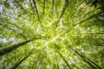 View from the ground looking up at a canopy of trees with sunlight shining through the leaves.
